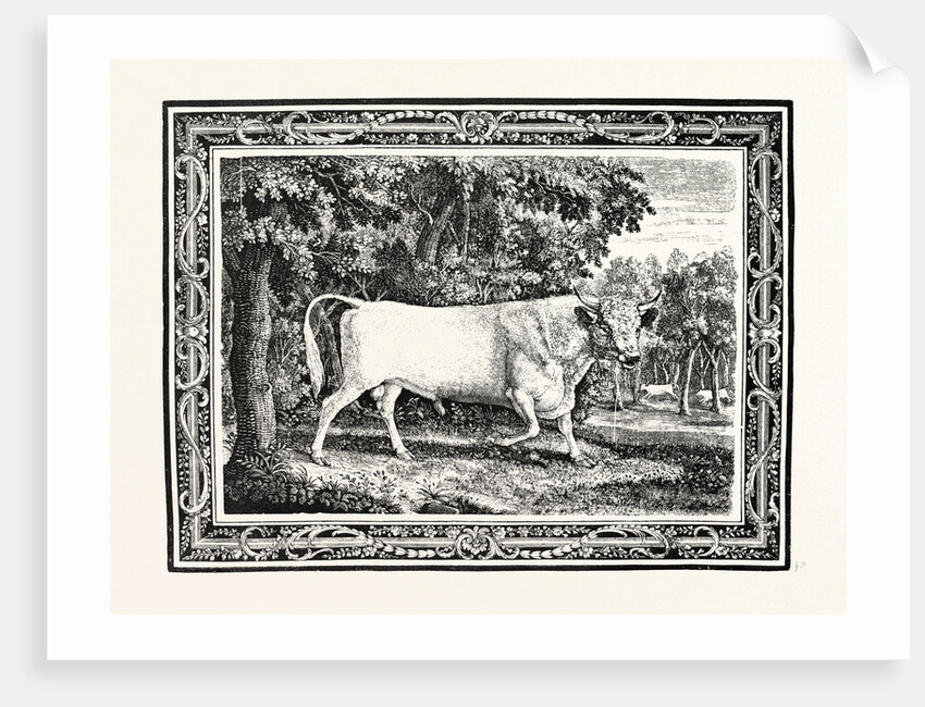 The Chillingham Bull, First State by Anonymous