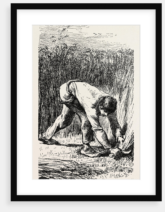 Reaping, Le Scieur De Ble by Anonymous
