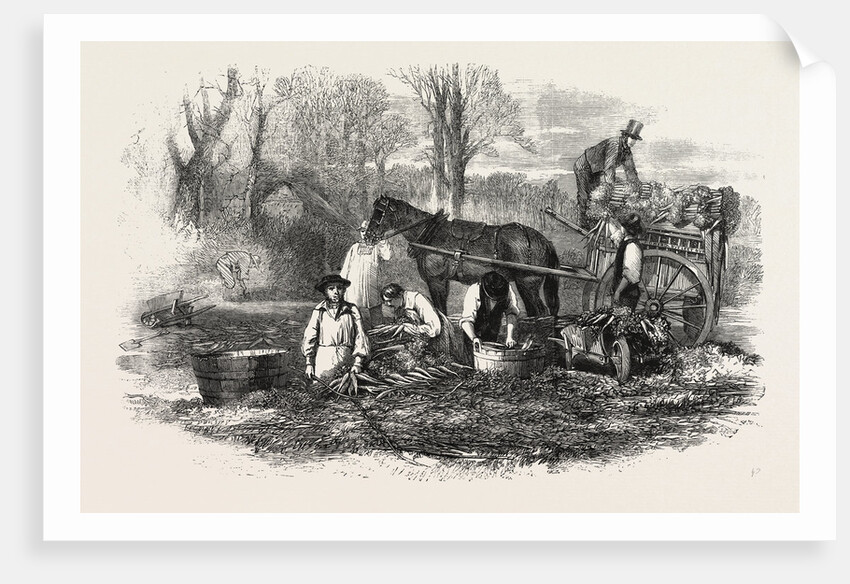 Gathering Washing Bunching and Carting Carrots for the London Market UK by Anonymous