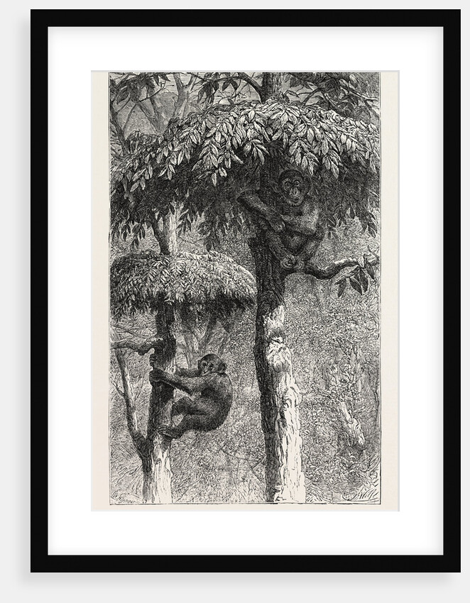 The Nest-Building Ape in His Shelter by Anonymous