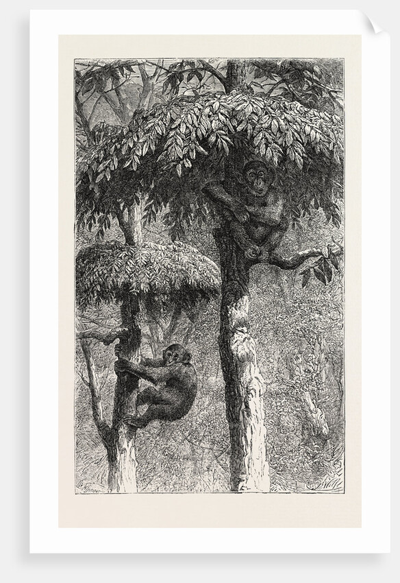 The Nest-Building Ape in His Shelter by Anonymous