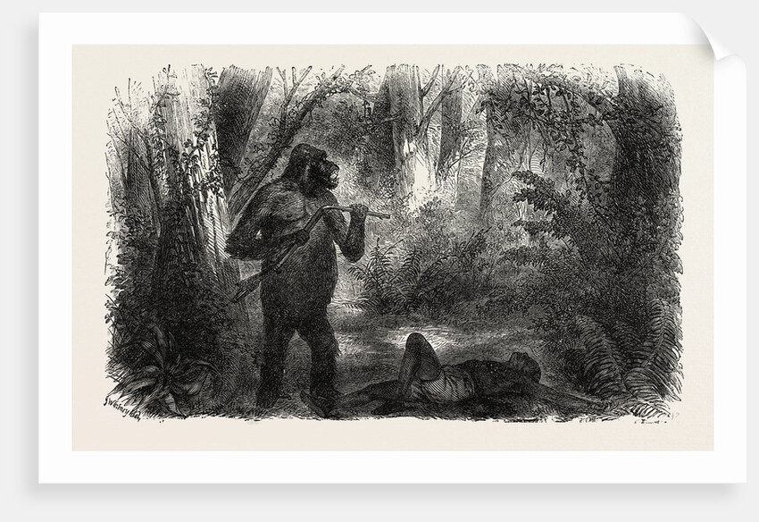 A Hunter Killed by a Gorilla by Anonymous