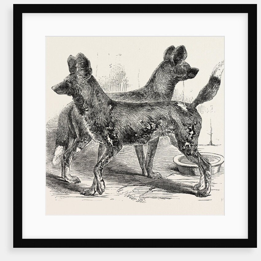 Cape Hunting Dogs in the Gardens of the Zoological Society Regent's Park London 1854 by Anonymous