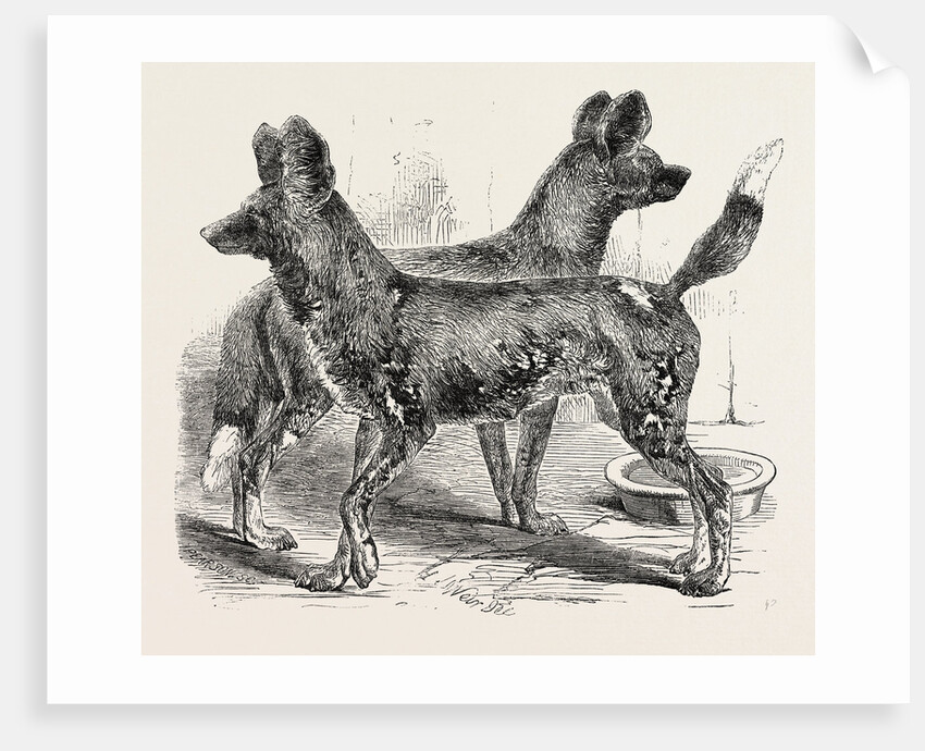 Cape Hunting Dogs in the Gardens of the Zoological Society Regent's Park London 1854 by Anonymous