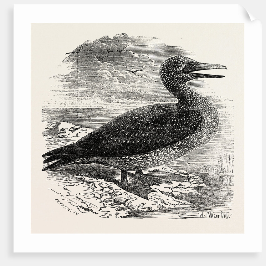 Solan Gannet Shot Near Boston UK 1854 by Anonymous