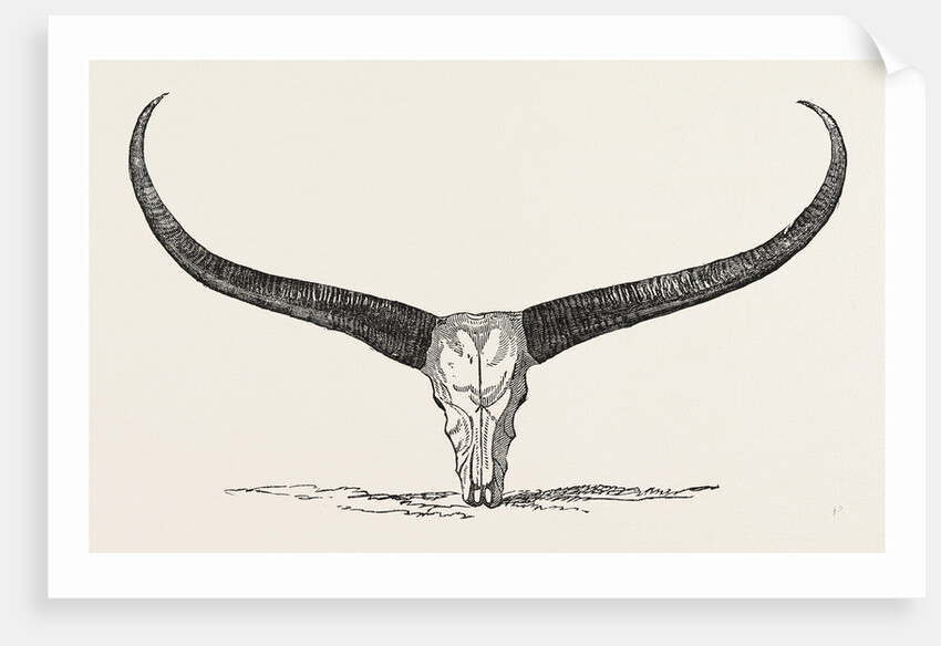 Skull and Horns of a Wild Buffalo Shot in Central Assam 1854 by Anonymous
