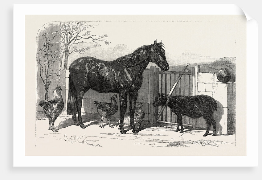 Russian Pony and Sheep from Bomarsund Brought by Captain Hall H.M.S. Hecla 1854 by Anonymous