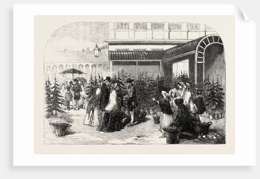 Christmas Trees in Covent Garden Market London UK 1854 by Anonymous