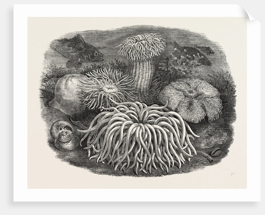 Sea Anemones in the Gardens of the Zoological Society Regent's Park London UK 1854 by Anonymous