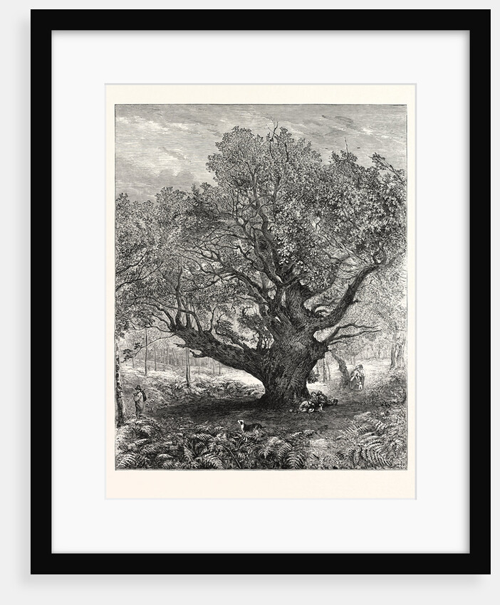 Exhibition of the Royal Academy: the Monarch Oak, 1853 by Anonymous
