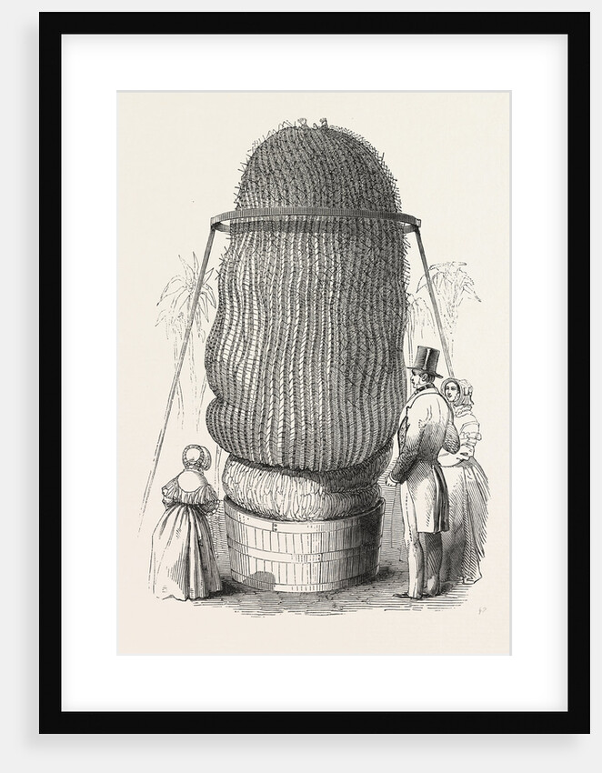 Monster Cactus, at the Royal Botanic Gardens, Kew, London, 1846 by Anonymous