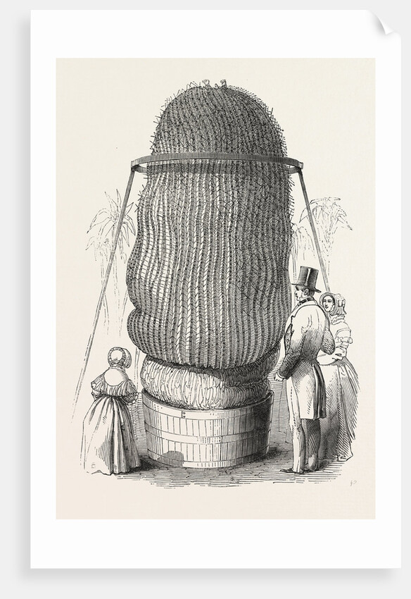 Monster Cactus, at the Royal Botanic Gardens, Kew, London, 1846 by Anonymous