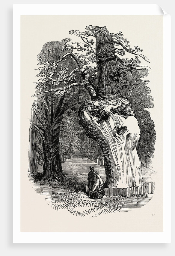 Queen Elizabeth's Oak, in Hatfield Park, 1846 by Anonymous