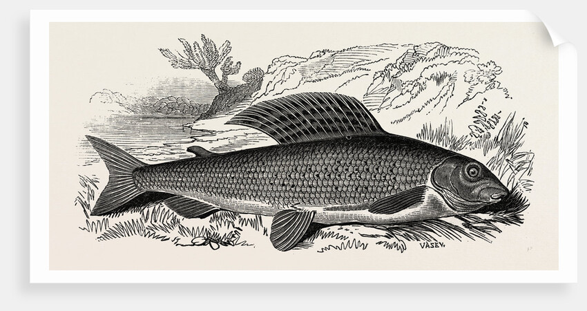 The Grayling by Anonymous