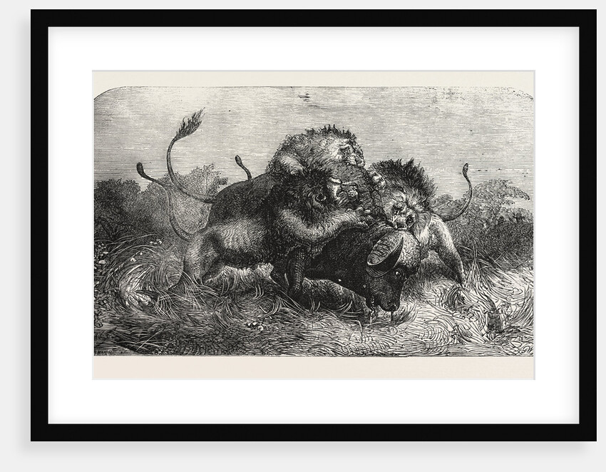 Dr Livingstone's Missionary Travels and Researchers in South Africa: Three Lions Attempting to Drag Down a Buffalo by Anonymous