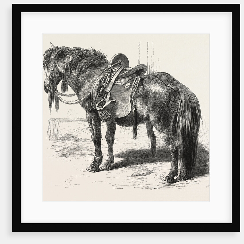 Japanese Horse, 1861 by Anonymous