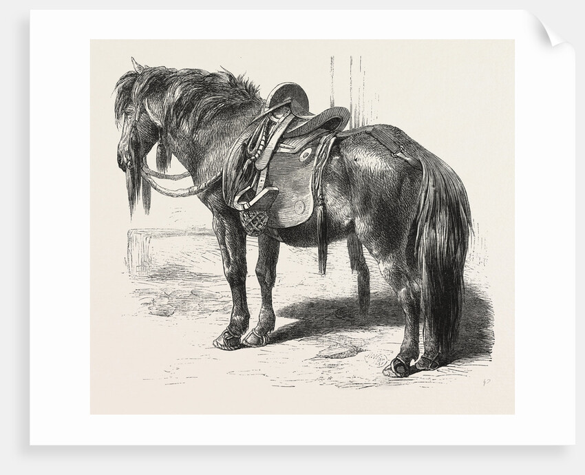 Japanese Horse, 1861 by Anonymous