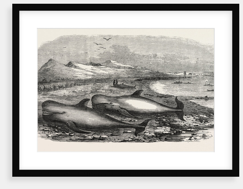 Shoal of Whales in the Solway Firth, 1855 by Anonymous