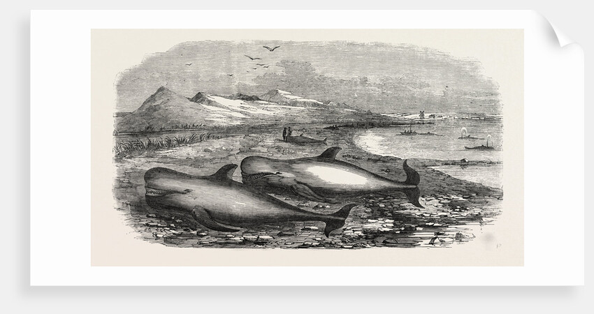 Shoal of Whales in the Solway Firth, 1855 by Anonymous