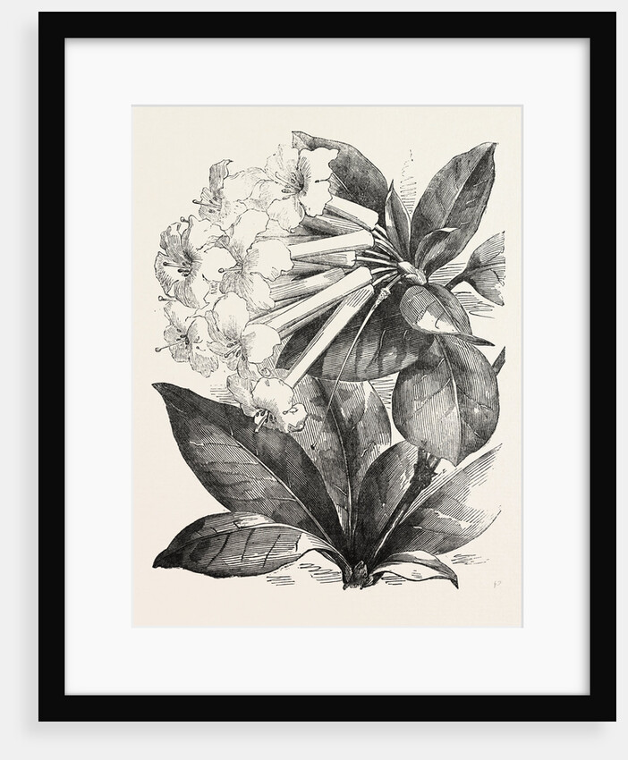 Jasmine-Flower Rhododendron by Anonymous