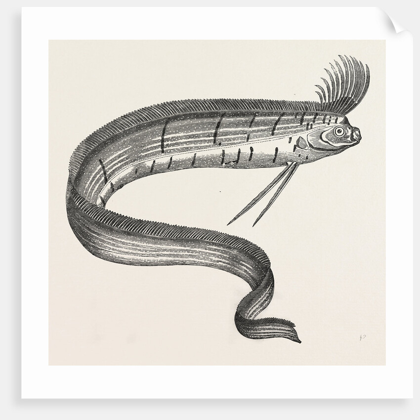 The Rare Fish (Regalecus Glesne), Caught Off Cullercoats and Exhibited for a Short Time at Newcastle-Upon-Tyne, UK, 1849 by Anonymous