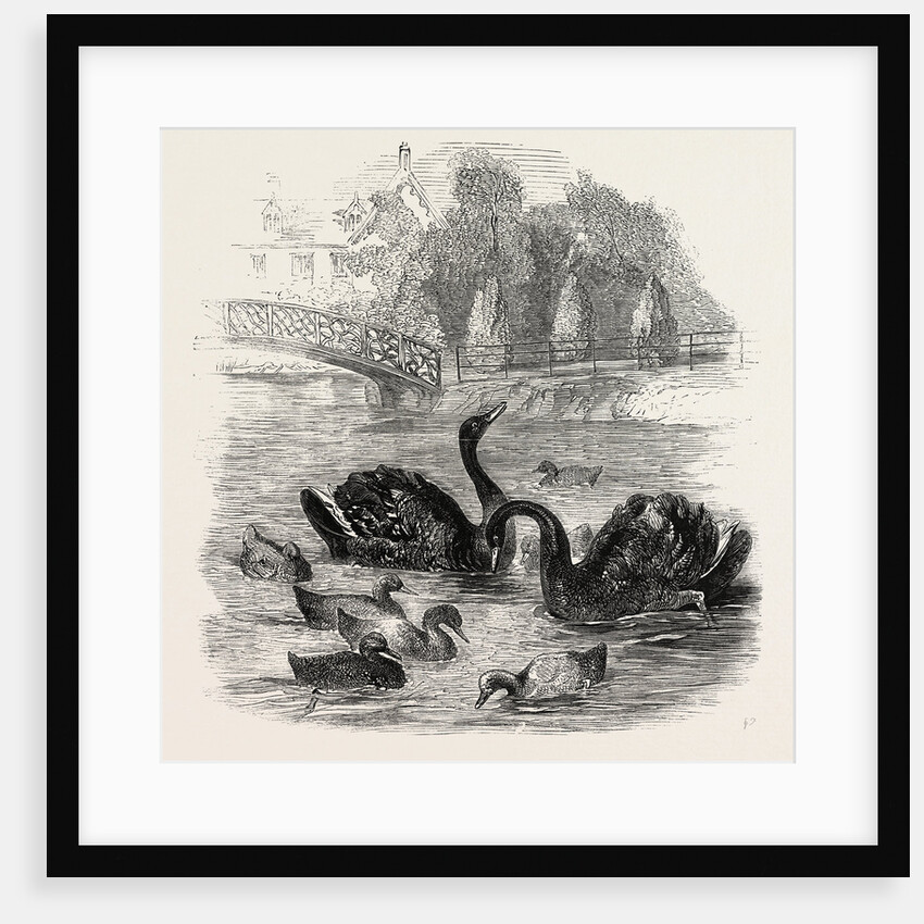 Black Swans and Their Young, at Culvers, Surrey, the Seat of S. Gurney, Esq., MP. 1859 by Anonymous