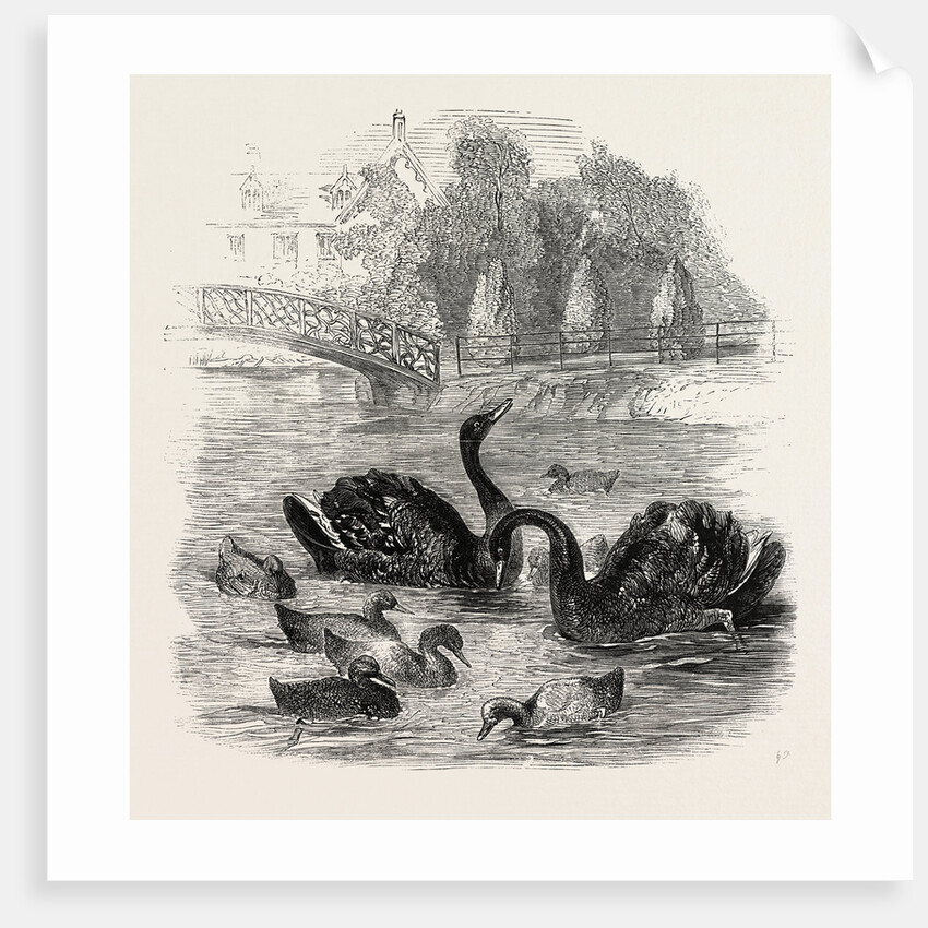 Black Swans and Their Young, at Culvers, Surrey, the Seat of S. Gurney, Esq., MP. 1859 by Anonymous
