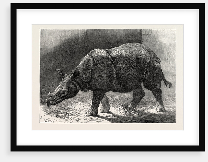 The New Rhinocerus in the Gardens of the Zoological Society, 1874 by Anonymous