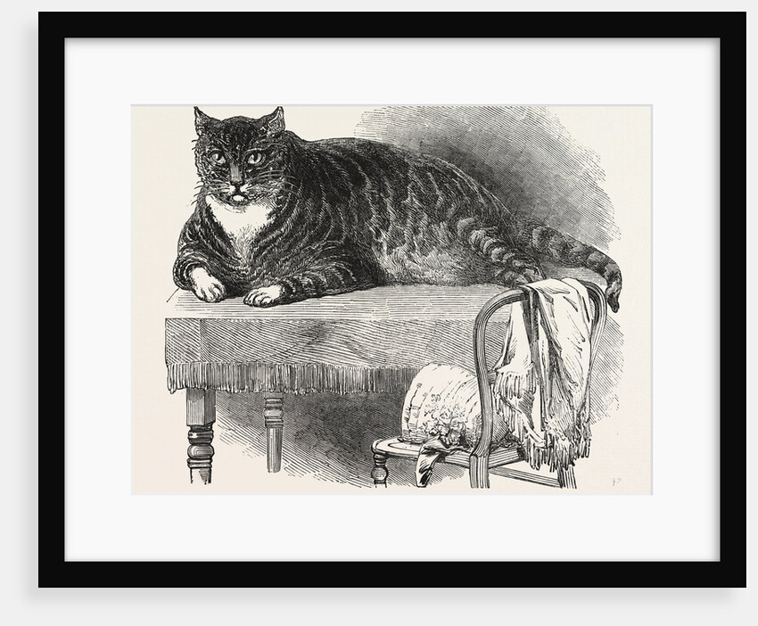 Large Cat, 1850 by Anonymous