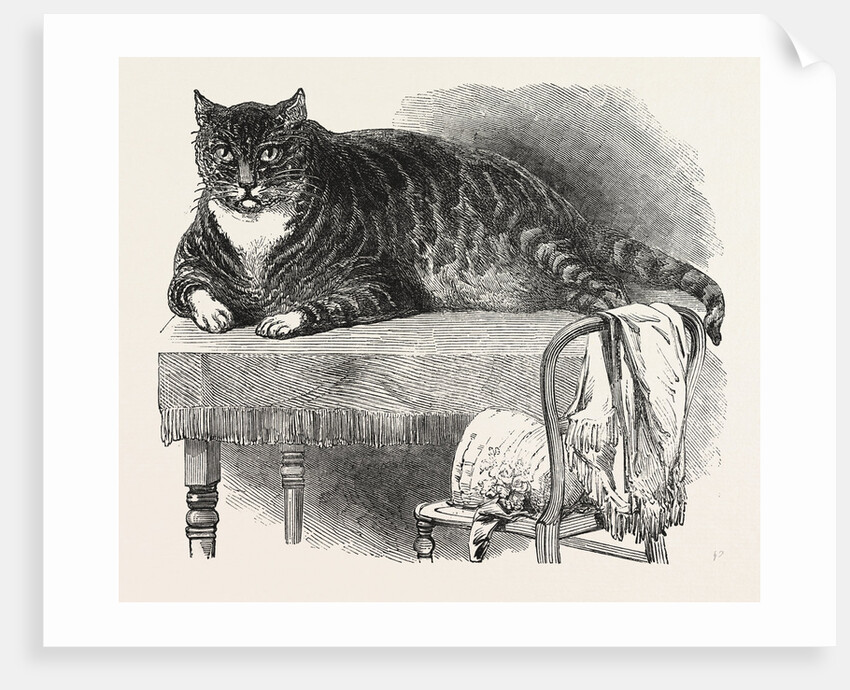Large Cat, 1850 by Anonymous