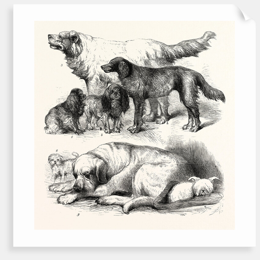 The International Dog Show at Islington: Prize Dogs, London, 1865 by Anonymous