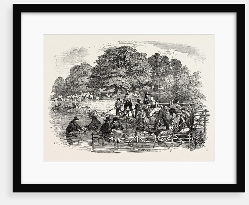 Agricultural Pictures: Sheep-Washing, 1846 by Anonymous