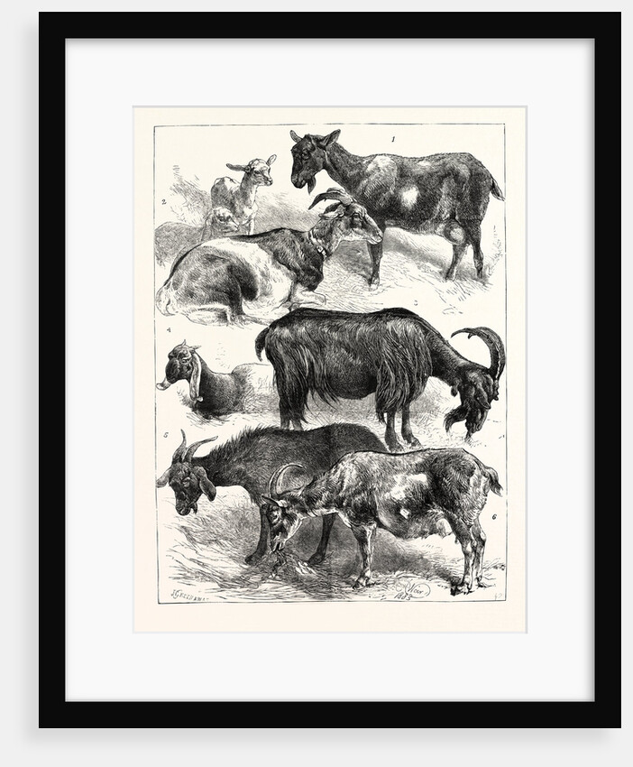 The Goat Show at the Crystal Palace, UK, 1883 by Anonymous