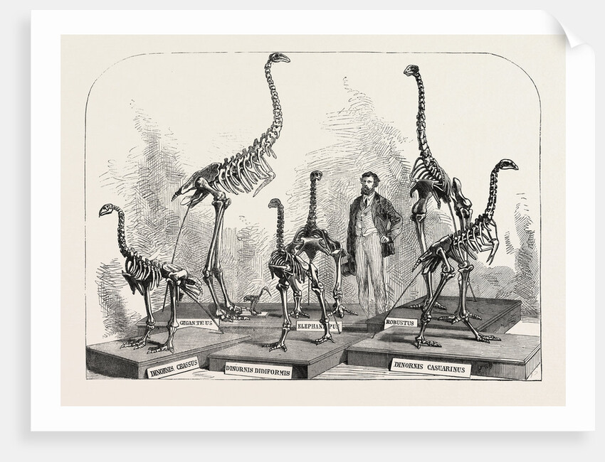 Skeletons of the Dinornis in the Canterbury Museum, New Zealand, 1868 by Anonymous