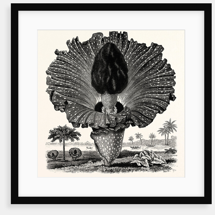 Amorphophallus Campanulatus by Anonymous