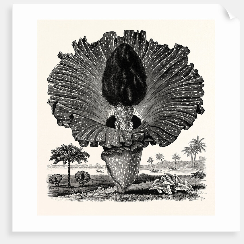 Amorphophallus Campanulatus by Anonymous