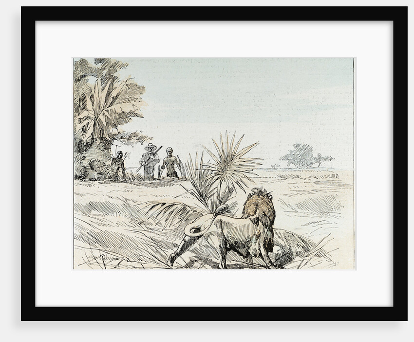 A Lion in South Africa by Anonymous