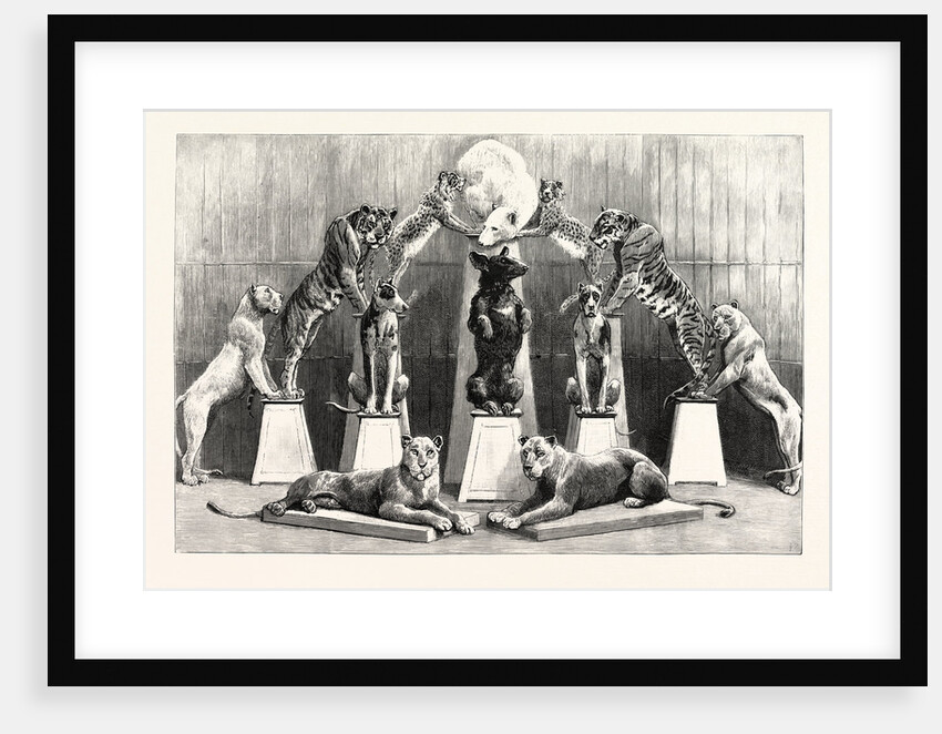 The Happy Family of Performing Wild Beasts at the Crystal Palace the Living Pyramid Formed by Twelve Animals by Anonymous