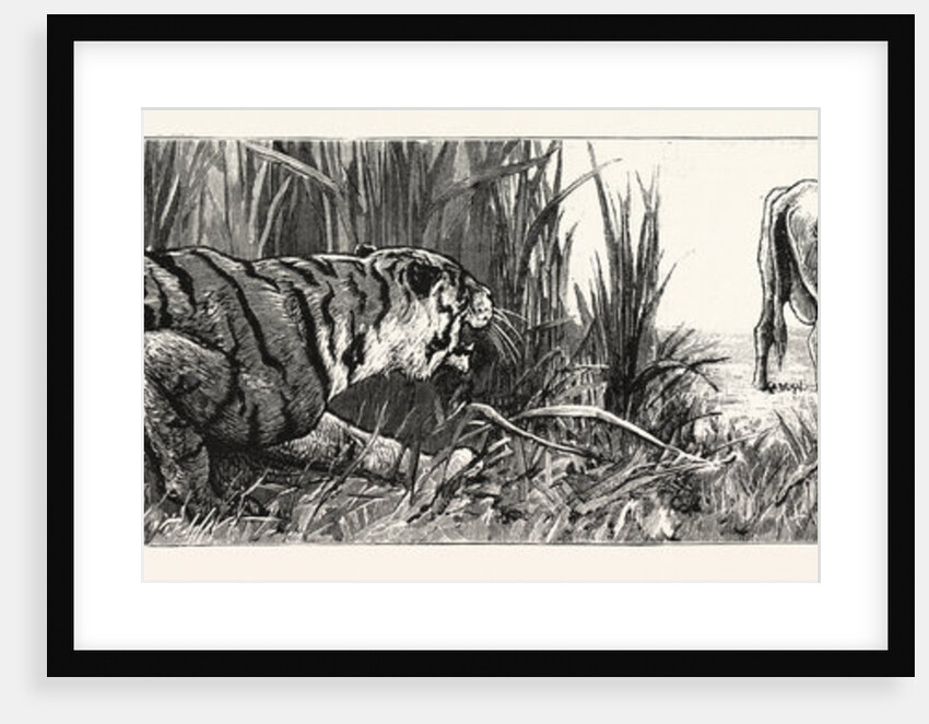 The Tiger Selects a Cow by Anonymous