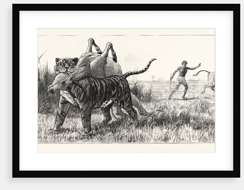 Tiger-Netting in Bengal: As the Tiger Shoulders His Victim the Alarm is Carried to the Village by Anonymous