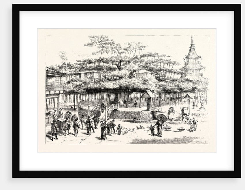 The Dai Matsu or Giant Pine Tree of Japan on the Western Shore of Lake Biwa by Anonymous