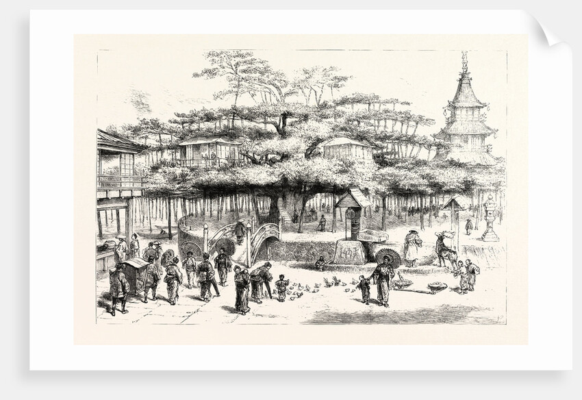 The Dai Matsu or Giant Pine Tree of Japan on the Western Shore of Lake Biwa by Anonymous