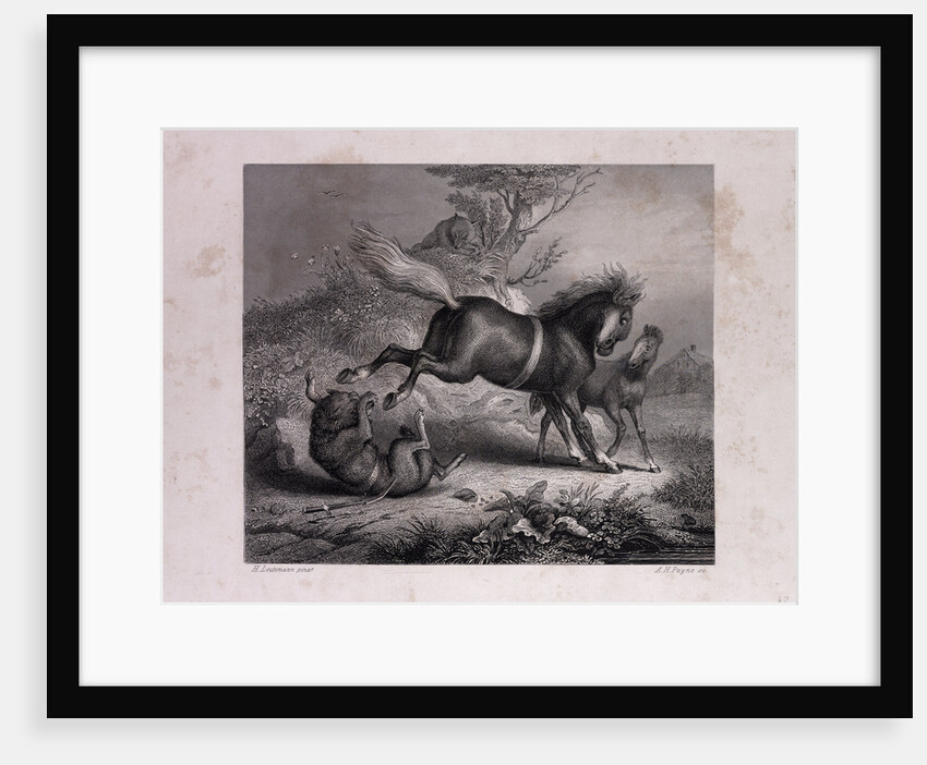 The Mare and the Wolf by Anonymous