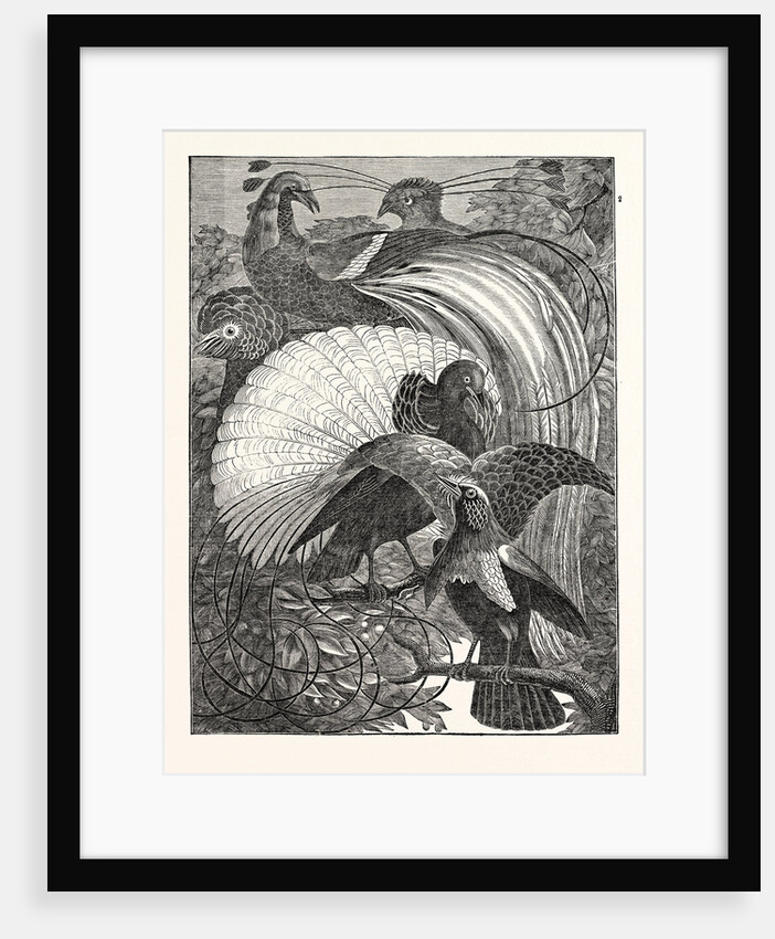 1. Paradisea Apoda. The Emerald. 2. Paradisea Aurea. The Siflet. 3. The Incomparable (Le Vaillant). 4. The Cloudy (Le Vaillant). 5. Paradisea Superba. The Superb by Anonymous