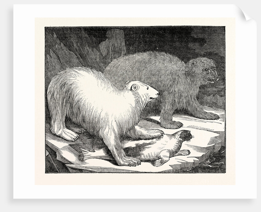 Polar Bears and Seal by Anonymous