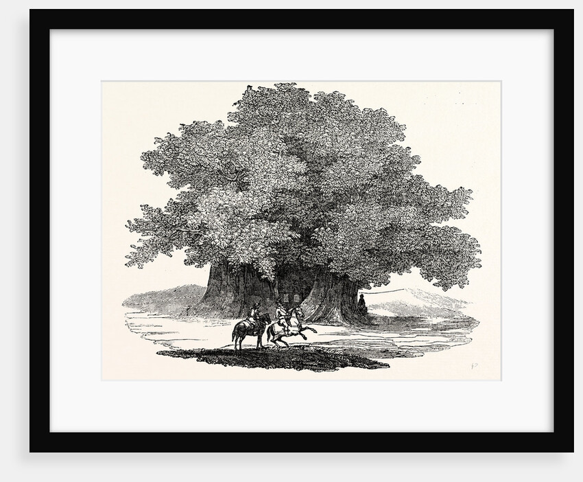 Great Chesnut Tree of Mount Aetna by Anonymous