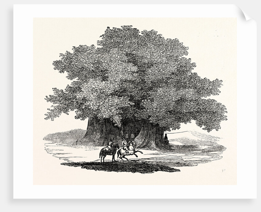 Great Chesnut Tree of Mount Aetna by Anonymous