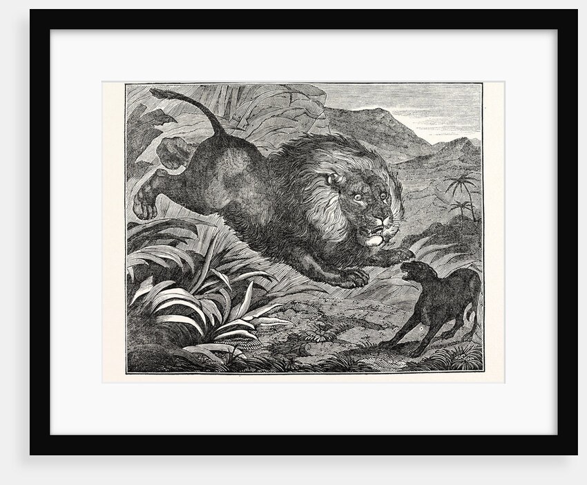 Lion Springing from Covert by Anonymous