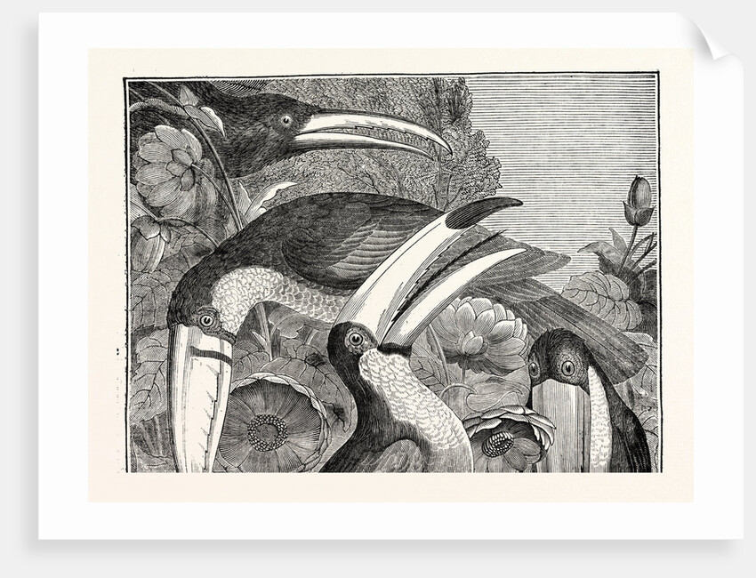 Toucans by Anonymous