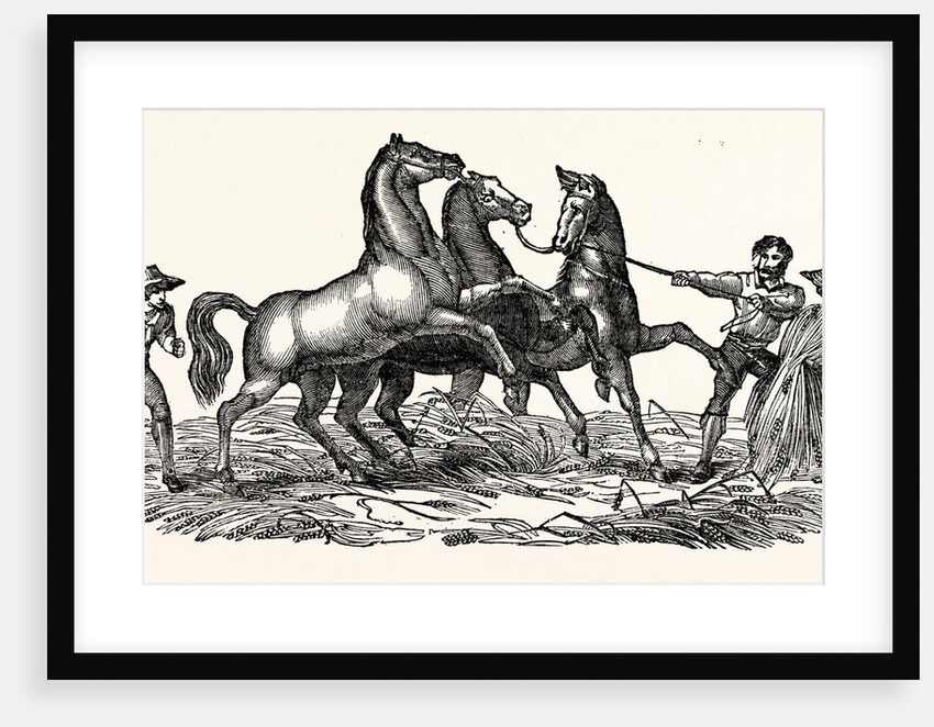 Horses Treading Out Corn by Anonymous